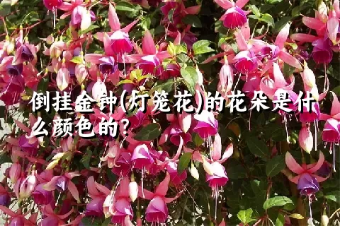 倒挂金钟(灯笼花)的花朵是什么颜色的？