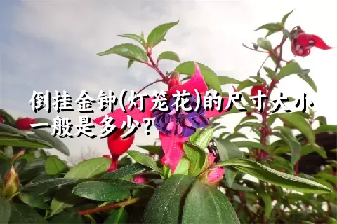 倒挂金钟(灯笼花)的尺寸大小一般是多少？