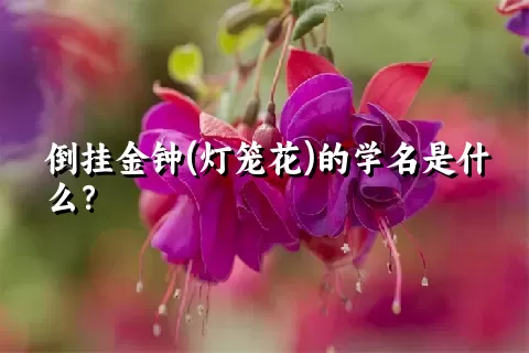 倒挂金钟(灯笼花)的学名是什么？