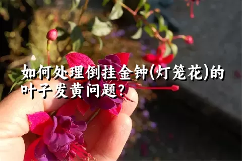 如何处理倒挂金钟(灯笼花)的叶子发黄问题？