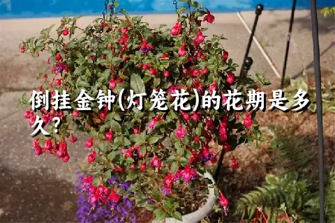 倒挂金钟(灯笼花)的花期是多久？