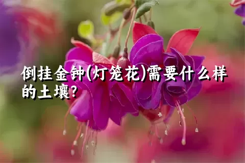 倒挂金钟(灯笼花)需要什么样的土壤？