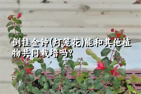 倒挂金钟(灯笼花)能和其他植物共同栽培吗？