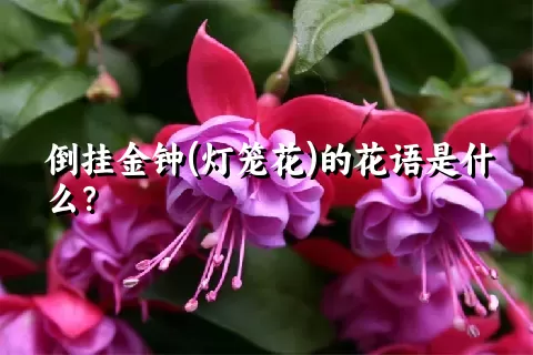 倒挂金钟(灯笼花)的花语是什么？