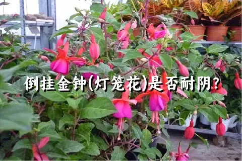 倒挂金钟(灯笼花)是否耐阴？