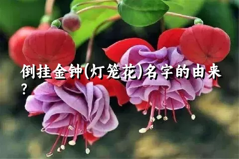 倒挂金钟(灯笼花)名字的由来？