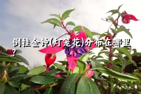 倒挂金钟(灯笼花)分布在哪里?