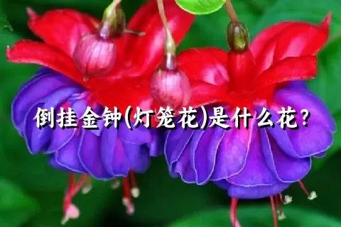 倒挂金钟(灯笼花)是什么花？