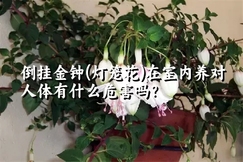 倒挂金钟(灯笼花)在室内养对人体有什么危害吗？