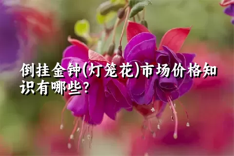 倒挂金钟(灯笼花)市场价格知识有哪些？