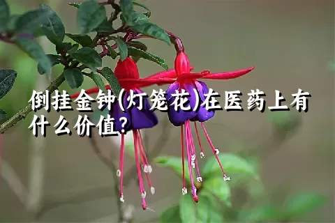 倒挂金钟(灯笼花)在医药上有什么价值？