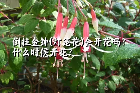 倒挂金钟(灯笼花)会开花吗？什么时候开花？