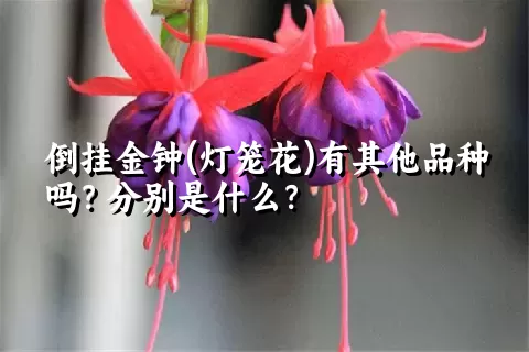 倒挂金钟(灯笼花)有其他品种吗？分别是什么？