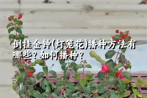 倒挂金钟(灯笼花)播种方法有哪些？如何播种？