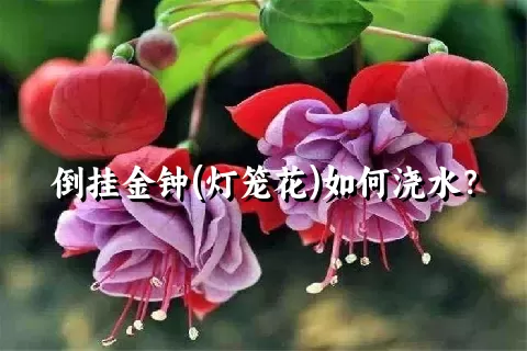 倒挂金钟(灯笼花)如何浇水？