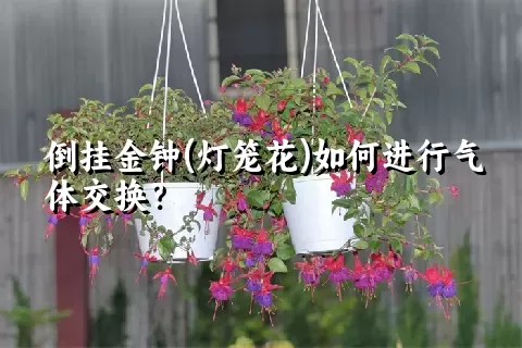 倒挂金钟(灯笼花)如何进行气体交换？