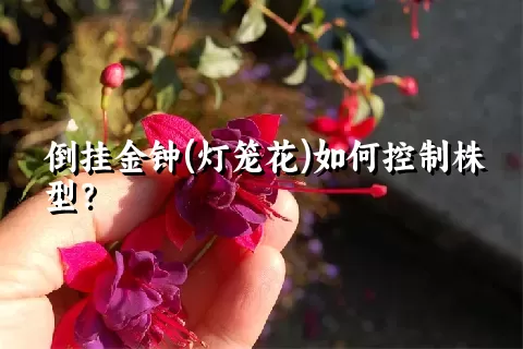 倒挂金钟(灯笼花)如何控制株型？