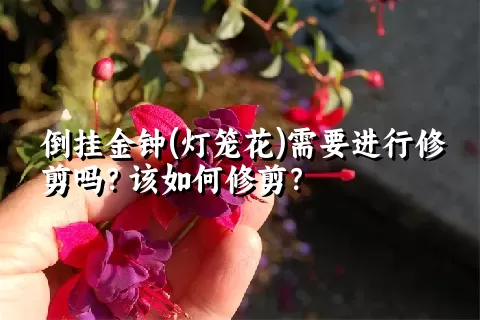 倒挂金钟(灯笼花)需要进行修剪吗？该如何修剪？