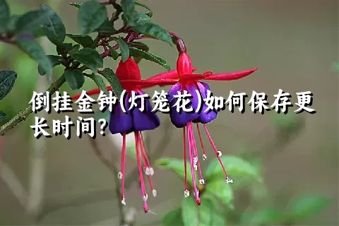 倒挂金钟(灯笼花)如何保存更长时间？