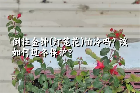 倒挂金钟(灯笼花)怕冷吗？该如何过冬保护？