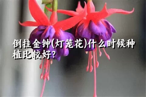 倒挂金钟(灯笼花)什么时候种植比较好？