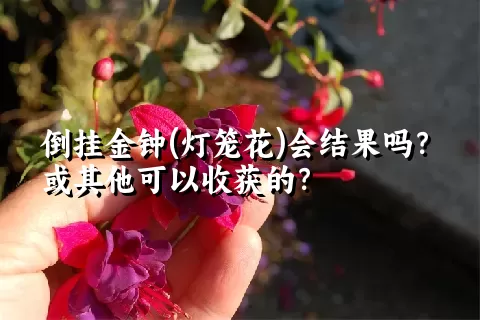 倒挂金钟(灯笼花)会结果吗？或其他可以收获的？