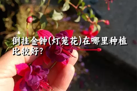 倒挂金钟(灯笼花)在哪里种植比较好？