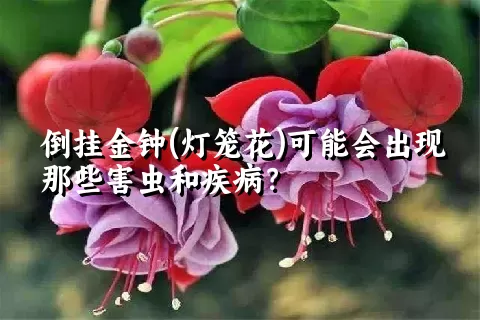 倒挂金钟(灯笼花)可能会出现那些害虫和疾病？