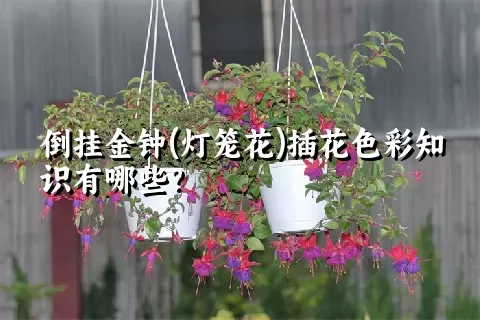 倒挂金钟(灯笼花)插花色彩知识有哪些？