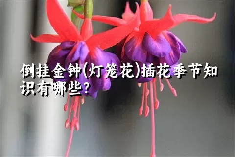 倒挂金钟(灯笼花)插花季节知识有哪些？