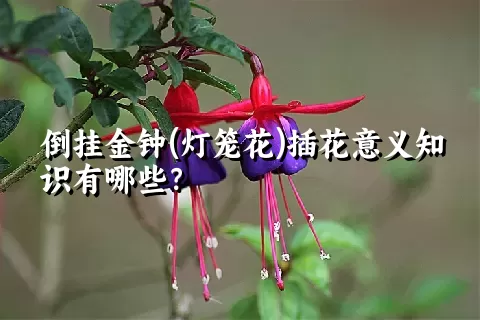 倒挂金钟(灯笼花)插花意义知识有哪些？