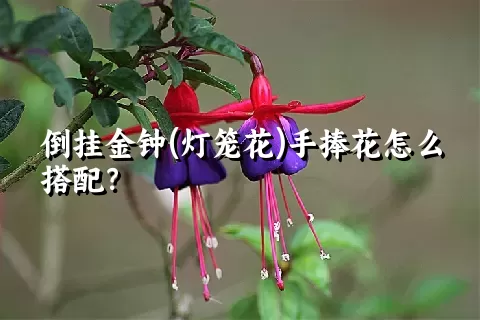 倒挂金钟(灯笼花)手捧花怎么搭配？