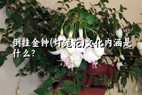 倒挂金钟(灯笼花)文化内涵是什么？