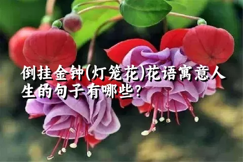 倒挂金钟(灯笼花)花语寓意人生的句子有哪些？