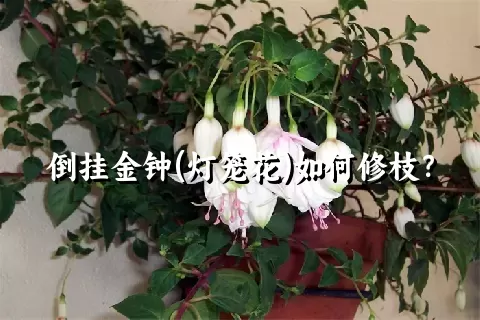 倒挂金钟(灯笼花)如何修枝？