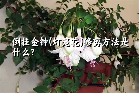 倒挂金钟(灯笼花)修剪方法是什么？