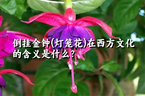 倒挂金钟(灯笼花)在西方文化的含义是什么？