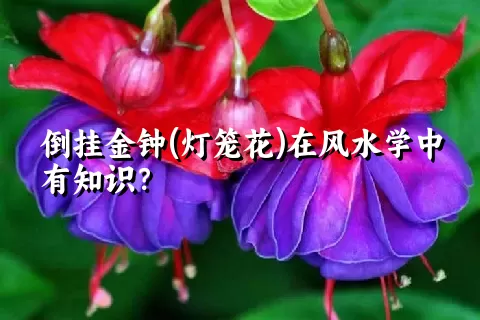 倒挂金钟(灯笼花)在风水学中有知识？