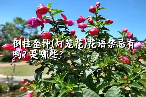 倒挂金钟(灯笼花)花语禁忌有吗？是哪些？