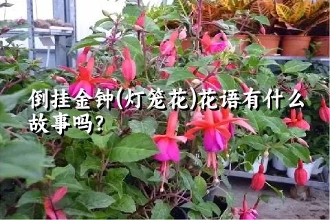 倒挂金钟(灯笼花)花语有什么故事吗？