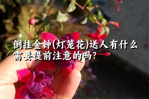 倒挂金钟(灯笼花)送人有什么需要提前注意的吗？