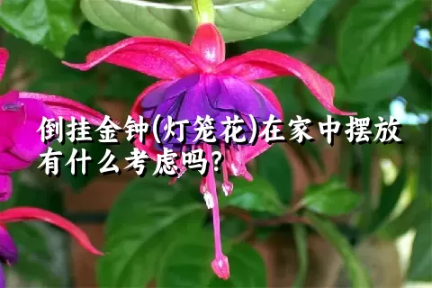 倒挂金钟(灯笼花)在家中摆放有什么考虑吗？