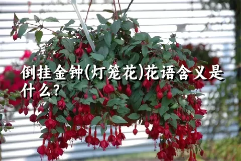 倒挂金钟(灯笼花)花语含义是什么？