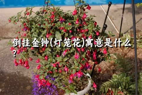 倒挂金钟(灯笼花)寓意是什么？