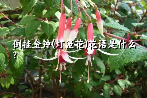 倒挂金钟(灯笼花)花语是什么？