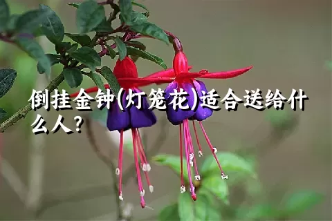 倒挂金钟(灯笼花)适合送给什么人？