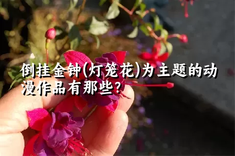 倒挂金钟(灯笼花)为主题的动漫作品有那些？