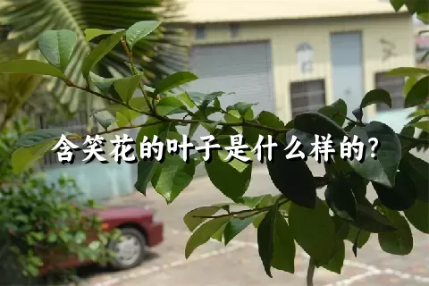 含笑花的叶子是什么样的？