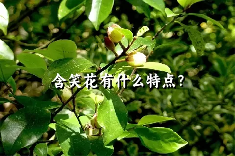 含笑花有什么特点？