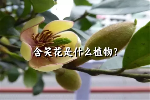 含笑花是什么植物？